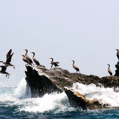 از شکار کوسه تا عکاسی با لاک پشت‌های غول پیکر